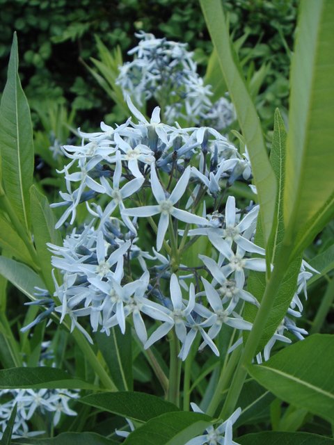 Amsonia tabernaemontana fleur
